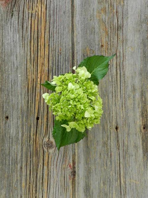 MINI DARK  GREEN HYDRANGEAS